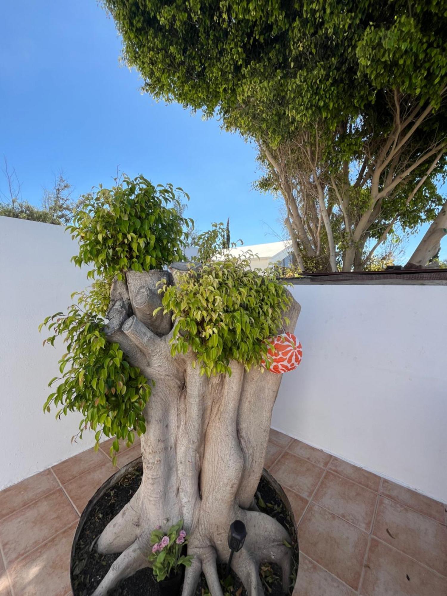 Appartamento Casa Tina Costa Teguise Esterno foto